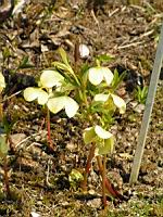 Hellebore du Caucase - Helleborus Caucasicus (fam Renonculacees) (Caucase) (01) (Photo F. Mrugala)